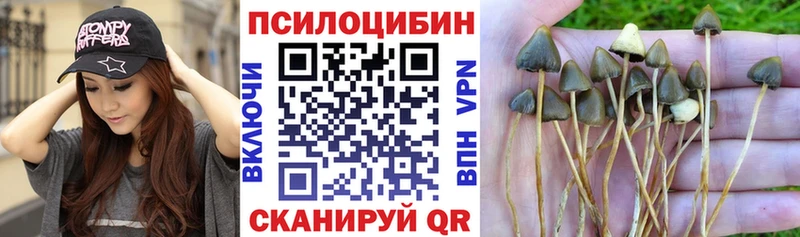Галлюциногенные грибы Psilocybe  Купить  Котлас 